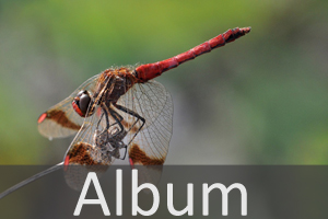 Großlibellen (Anisoptera)